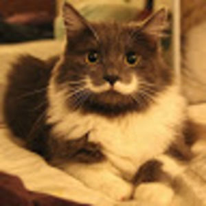 Meet your Posher, Charlotte